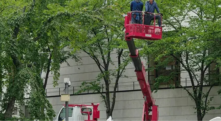 特殊伐採・高木伐採すべてお任せください！