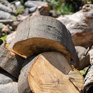 工場敷地内　特殊伐採 - After