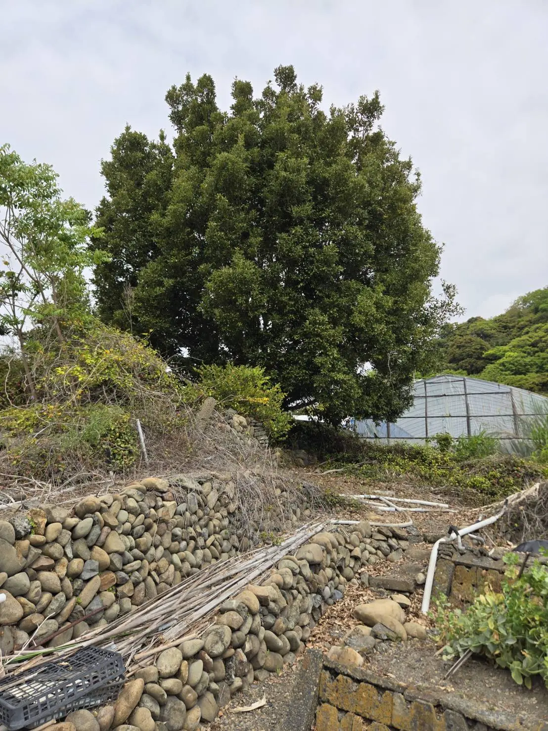 泉南市の高木伐採事例｜畑のシイノキを地上から安全に施工! - Before