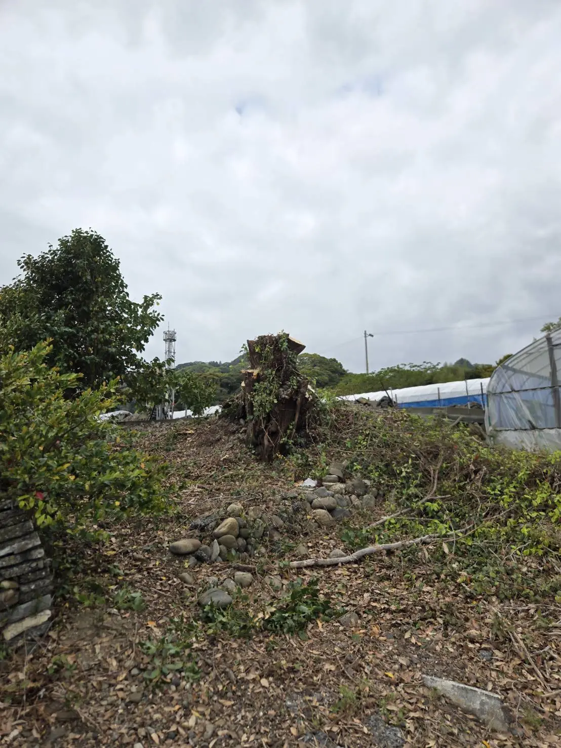 泉南市の高木伐採事例｜畑のシイノキを地上から安全に施工! - After