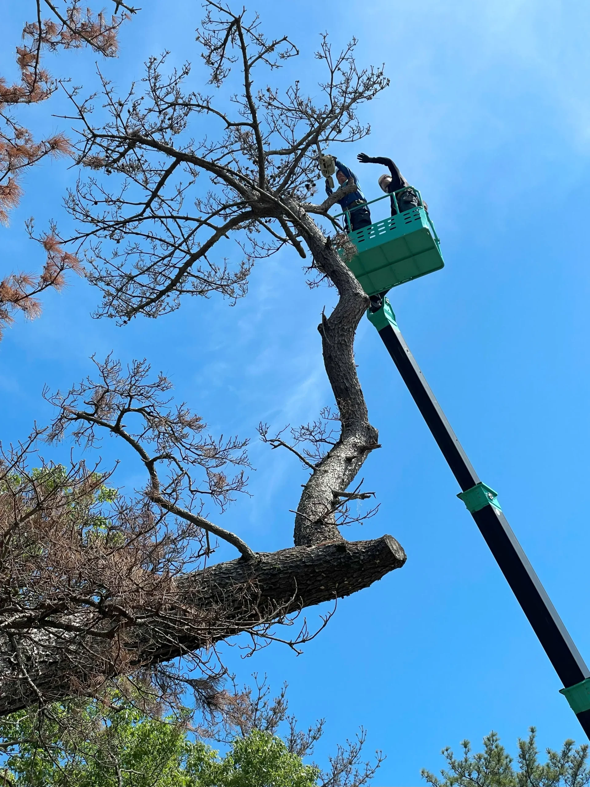 阪南市で松くい虫被害の松を伐採｜高所作業車による安全な施工事例 - Before