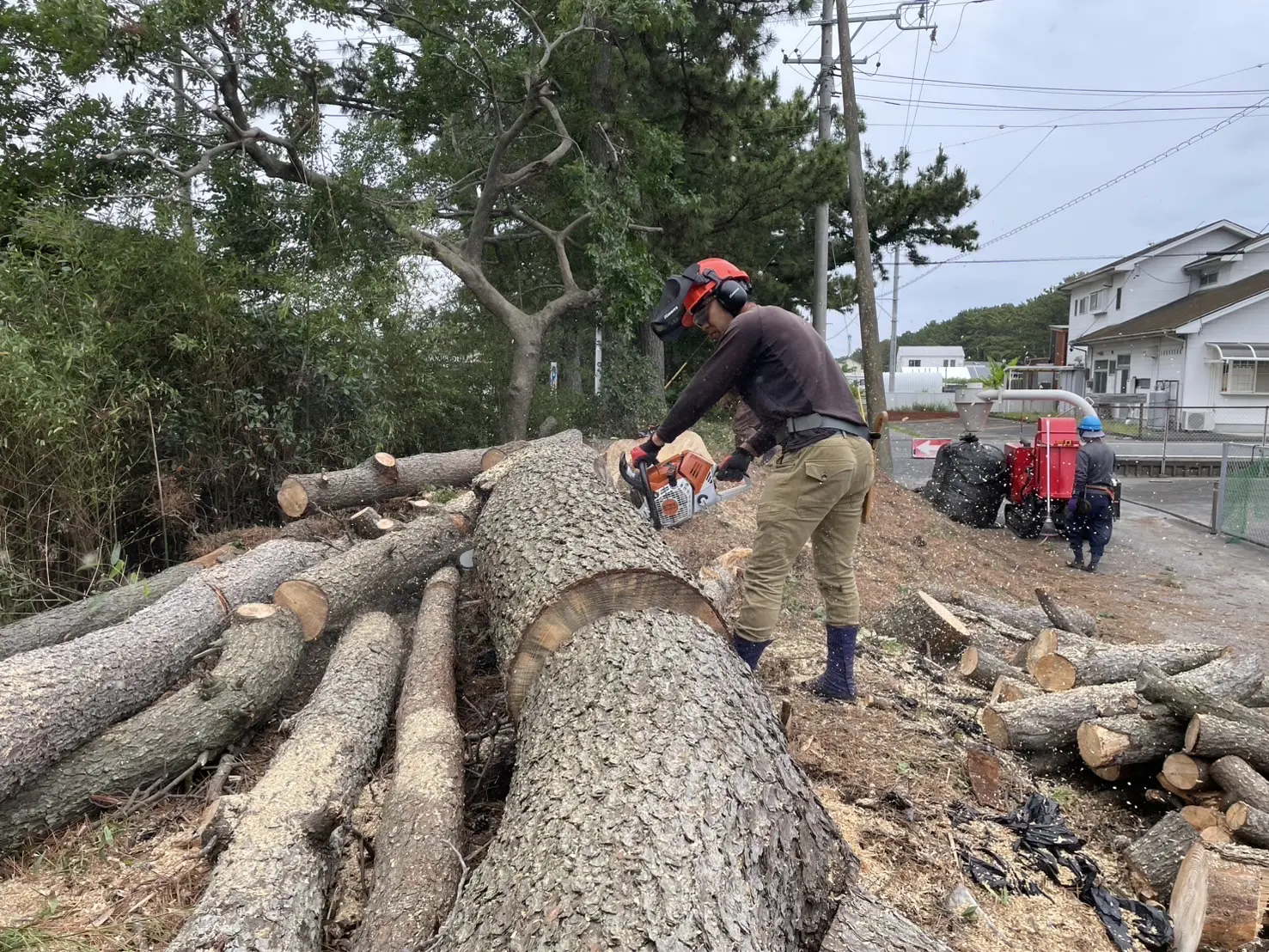 阪南市で松くい虫被害の松を伐採｜高所作業車による安全な施工事例 - After