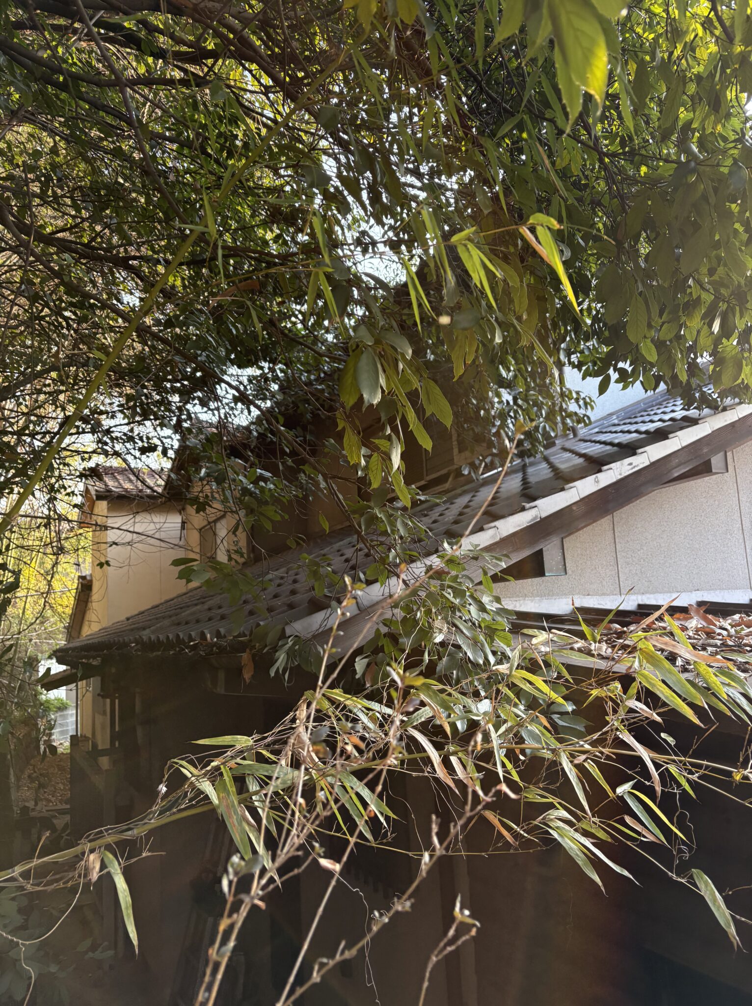 和泉市での伐採事例｜屋根に被さる竹・樹木の特殊伐採で住宅を守る - Before