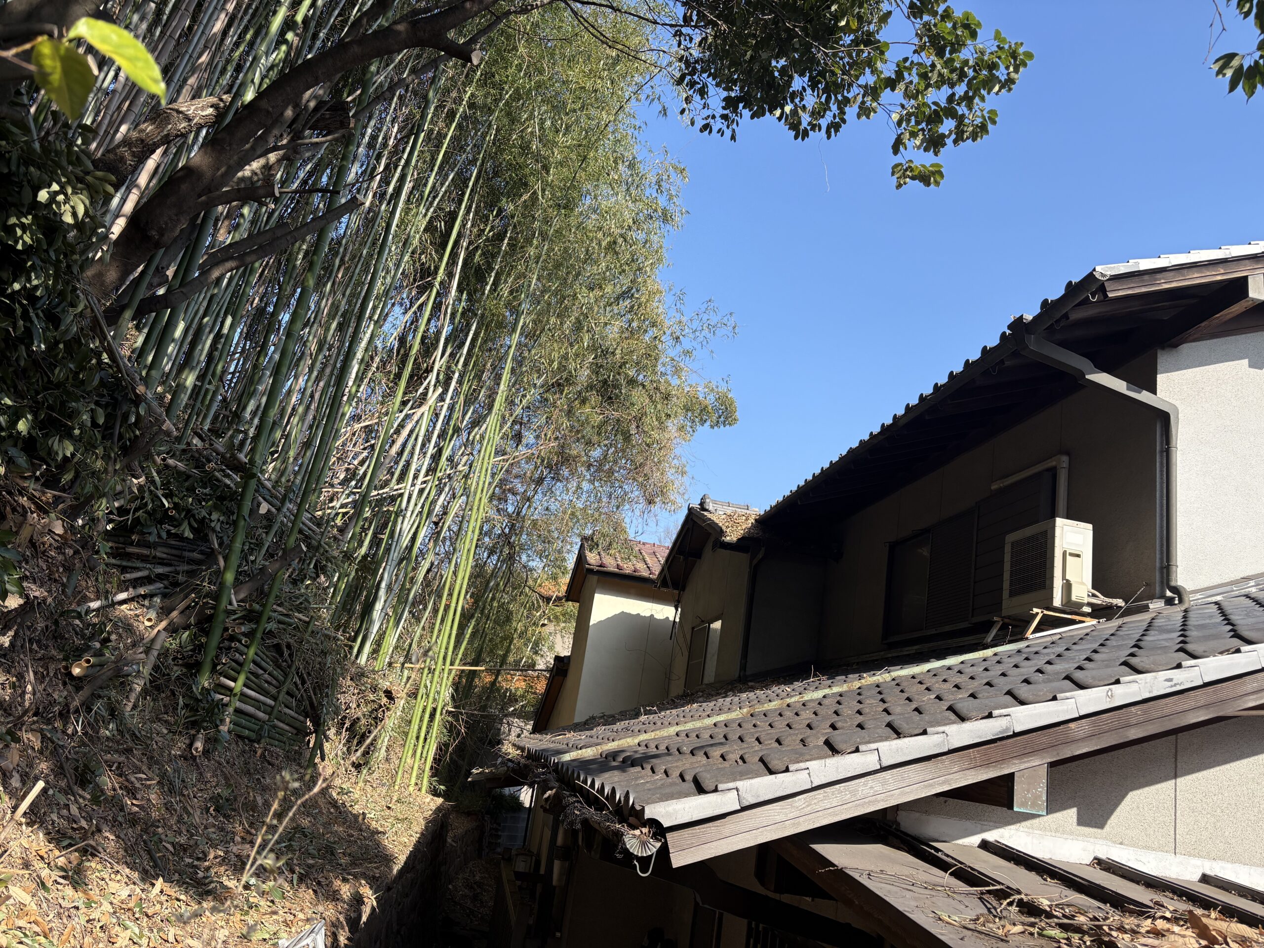 和泉市での伐採事例｜屋根に被さる竹・樹木の特殊伐採で住宅を守る - After