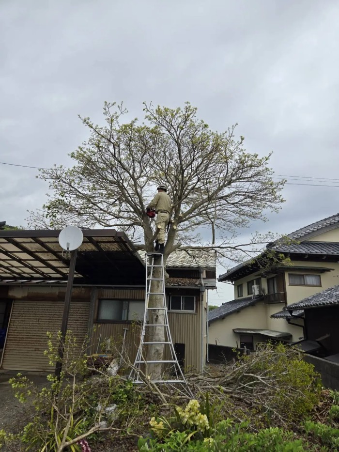 泉南市でテラス屋根にかかったモチノキを伐採｜狭い場所の特殊伐採ならアイ・グリーン企画 - Before
