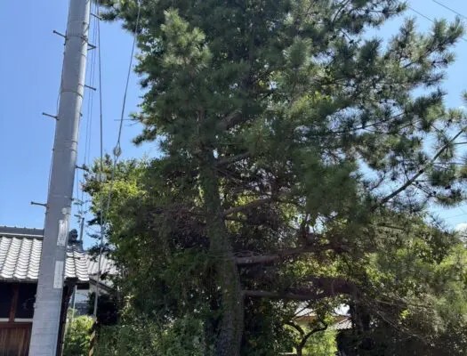 和泉市で電線横の松を特殊伐採｜高所作業車を使った安全な伐採事例【大阪 伐採センター】 - Before