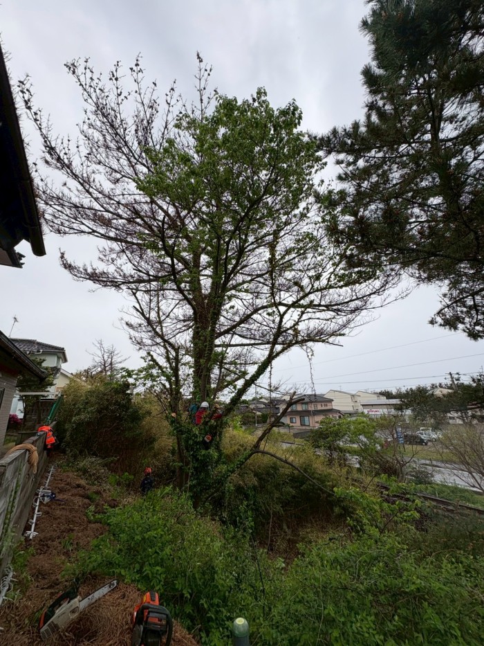 和泉市で高さ約15mの木を伐採｜重機が入れない斜面も特殊伐採で対応 - Before